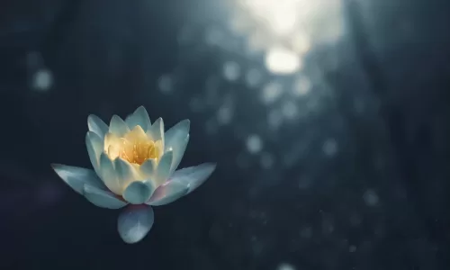 Lotus flower