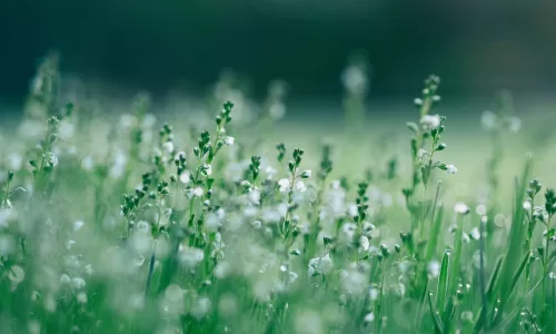 field of wildflowers