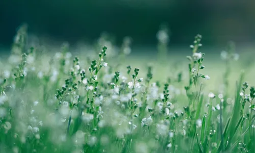 field of wildflowers